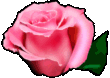 :розовая роза: