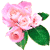 розовые розы